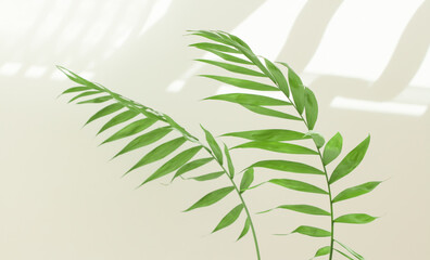 Palm leaves and shadows on a white wall in sunlight during the day. Minimalistic modern still life in white and green