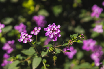 Purple flowers, on a blurred background of green leaves