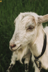 Obraz premium Baby goat on a farm in the village. Portrait of a goat.