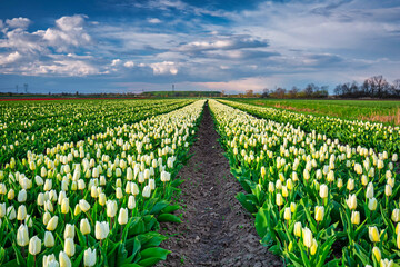 Fototapeta na wymiar A carpet of blooming tulips in the field of northern Poland