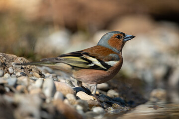 Common chaffinch near a puddle drinking and bathing