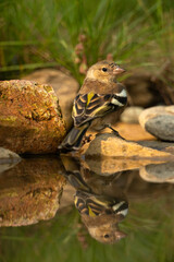 Common chaffinch near a puddle drinking and bathing