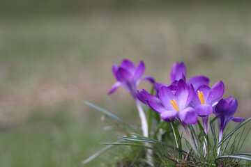 Fresh purple crocus flowers growing on blurred background