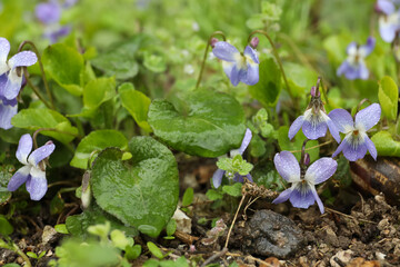 Beautiful wild violets blooming in forest. Spring flowers