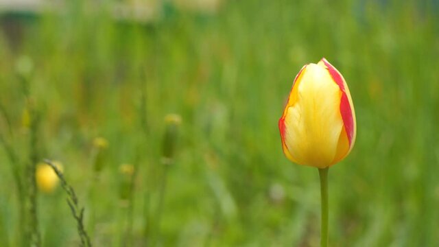 Tulip in the garden in the sunlight swaying in a light breeze