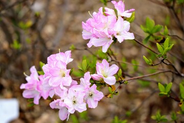 日本の植物園の美しいアザレアの花のクローズアップ