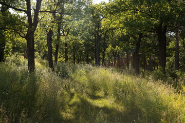 dense deciduous forest in sunny weather