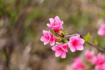 Obraz premium 日本の植物園の美しいアザレアの花のクローズアップ