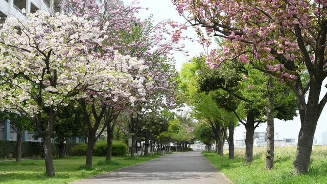Spring in Tokyo 2021