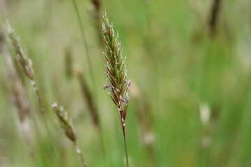 日本の植物園のハルガヤのクローズアップ
