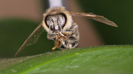 Honey bee insect macro photo