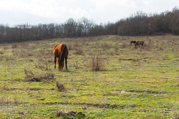 Horse grazing spring meadow green grass. Rural peaceful atmospheric landscape. Young brown horses graze grass in the pasture. The concept of country life, household breeding. Portrait of an animal