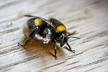 Bumble Bee