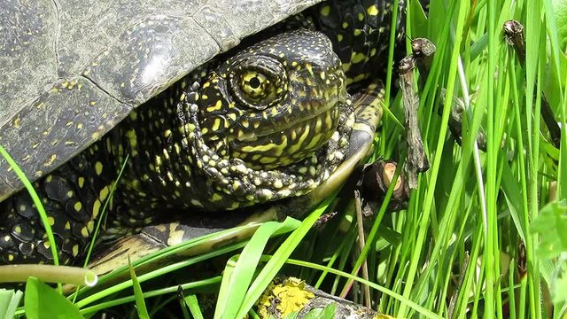 Turtle head close up european swamp turtle