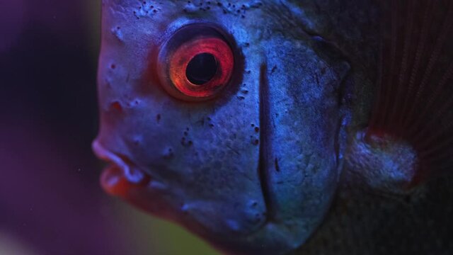 Blue fish discus swiming in aquarium. Close up of fish breathing