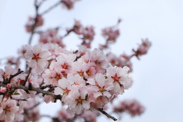 Delicate spring pink cherry blossoms on tree outdoors, closeup