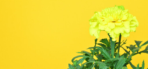 Calendula flowers on yellow background. Copy space.