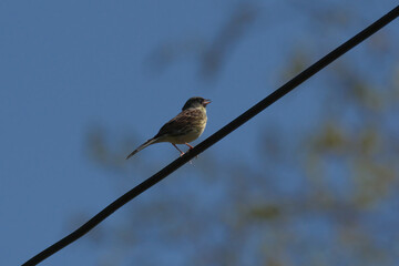 電線に止まった雀