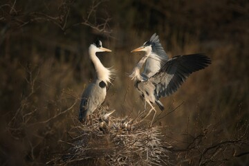 Pair of Grey Herons with youngs on the nest . Heron bringing stick in its beak for nest building. Heron parents with chicks. Heron with spread wings.
