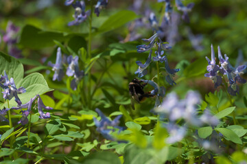 蜜を集めに来たエゾオオハナマルバチ