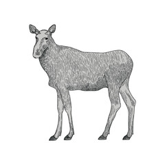 Elk cow - hand drawn vector illustration isolated on white. Flat colors