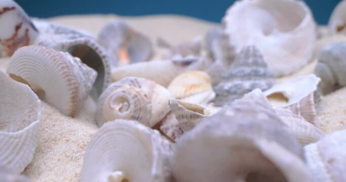 detailed extreme close-up, conch shells on white sand.
