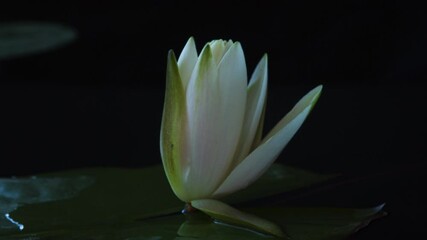 Time lapse water lily flower opening, timelapse white lotus blooming in pond, 4K