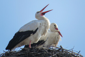 Ein Storch klappert mit dem Schnabel - Störche im Frühling / Sommer - Weißstorch / Klapperstorch im Nest (Lat.: Ciconia ciconia)  - Störche vor hellblauen Himmel