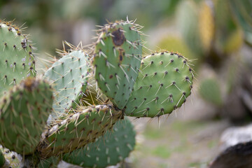 Flat shoots of apuntia cactus with long needles in a tropical garden close up