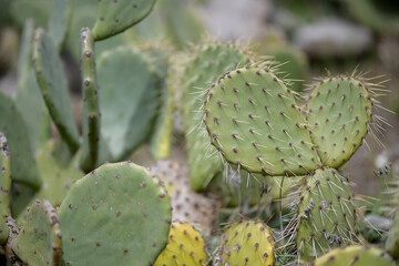 Flat shoots of apuntia cactus with long needles in a tropical garden