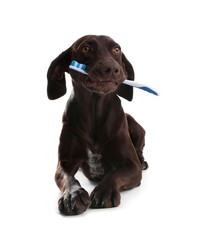 Adorable German Shorthaired Pointer dog with toothbrush on white background
