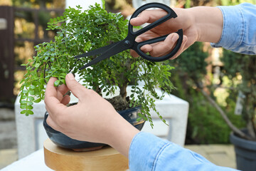 Woman cutting beautiful Bonsai tree outdoors, closeup