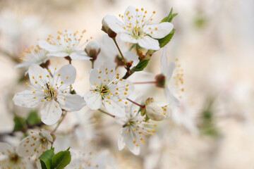 Cherry tree with white blossoms on blurred background, closeup. Spring season