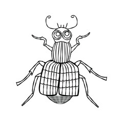 Burying beetle, hand drawn B&W vector illustration.
