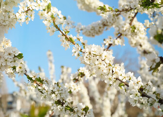 Branches with beautiful flowers against blue sky, closeup. Blossoming spring tree