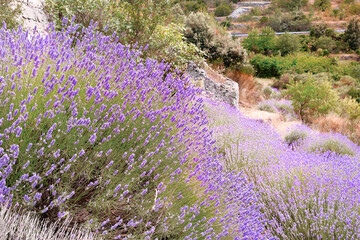 Mountain lavender on Hvar island in Croatia. Lavender oil is used in aromatherapy, perfume ingredient. Light purple natural background. Lavender bushes on hillside. - obrazy, fototapety, plakaty