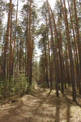 Forest landscape in the Urals. Birches, pines and cedars in a beautiful spring forest, the road and trails cross the thicket.