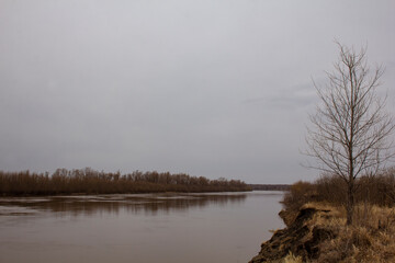 Banks of the Tobol river in spring. Bare tree on the high bank of the Tobol River.