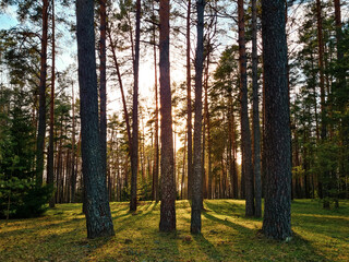 Sun rays shining in forest. Silhouettes of trees and shadows. Sunset among tall pines. Natural landscape.