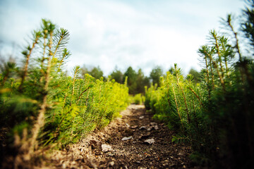 nursery of fir trees. small coniferous evergreen trees grow on beds planted by people. reforestation works. young shoots of pines and firs