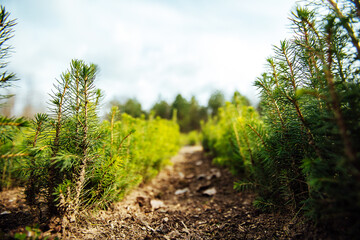 nursery of fir trees. small coniferous evergreen trees grow on beds planted by people. reforestation works. young shoots of pines and firs - obrazy, fototapety, plakaty