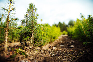 nursery of fir trees. small coniferous evergreen trees grow on beds planted by people....