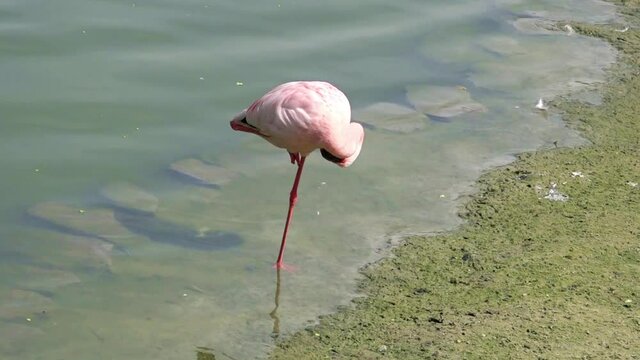 A pink flamingo stands on the shore on one leg and brushes its feathers