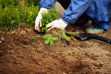 a man plants a young tree in the ground. caring for nature. cultivation of land on a farm. a worker wearing gloves and boots works in a garden with plants