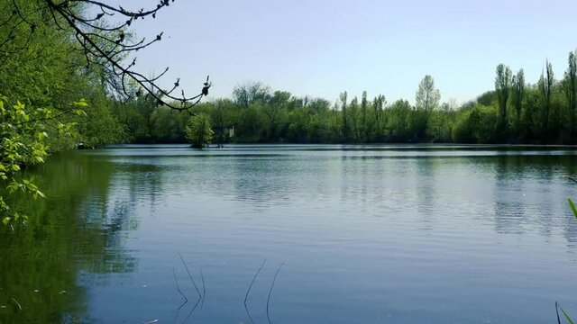 Birds are circling over the lake. Gulls fly over the lake in the spring