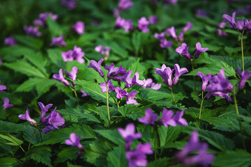 Fototapeta premium Forest wildflowers Cardamine pentaphyllos in spring