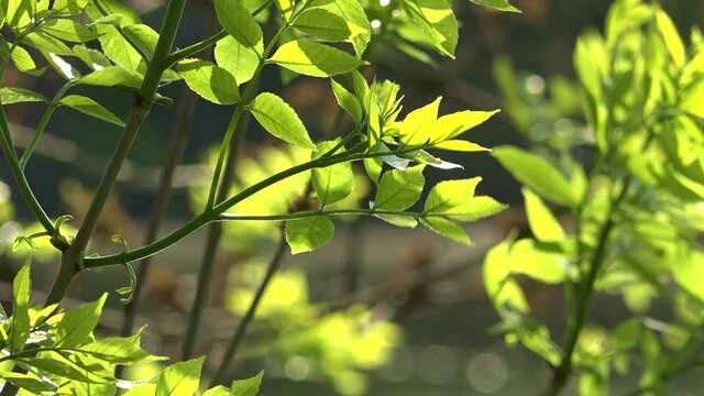Green leaves illuminated by the sun on the branches close up on a blurred background