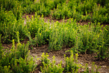 Fototapeta na wymiar nursery of fir trees. small trees sprout from the ground in even rows. restoration of forests after deforestation. selective breeding of coniferous trees