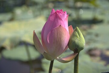 Cambodia. Lotus flower. Farmers grow lotus flowers in fields with water. Siem Reap province.