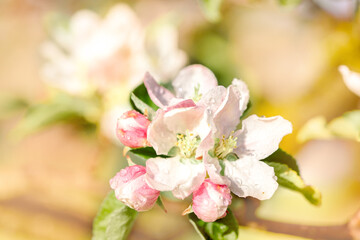Springtime apple blossom against a bright blue sky.
